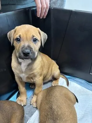 A baby small-sized male Mixed Breed dog named Moe for adoption in Cumming, GA