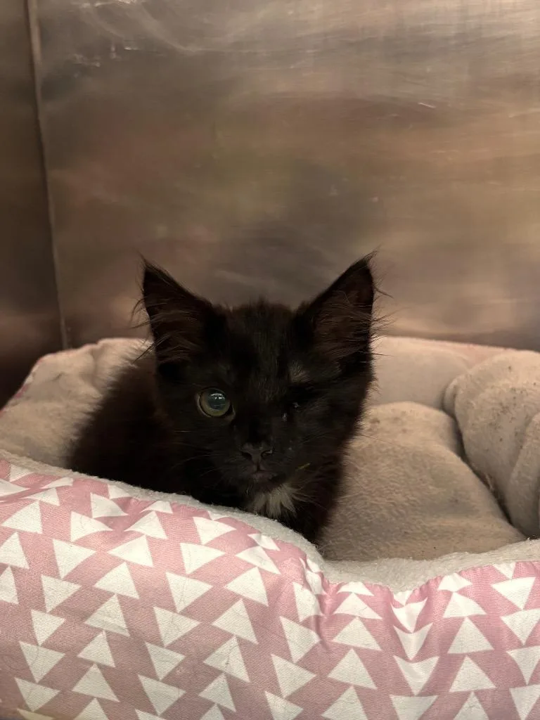 A baby medium-sized female Domestic Medium Hair cat named Sadie for adoption in Port Jervis, NY