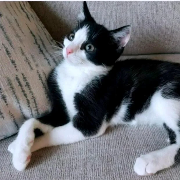 A baby small-sized male Black Domestic Long Hair cat named Apollo for adoption in PITTSBURGH, PA