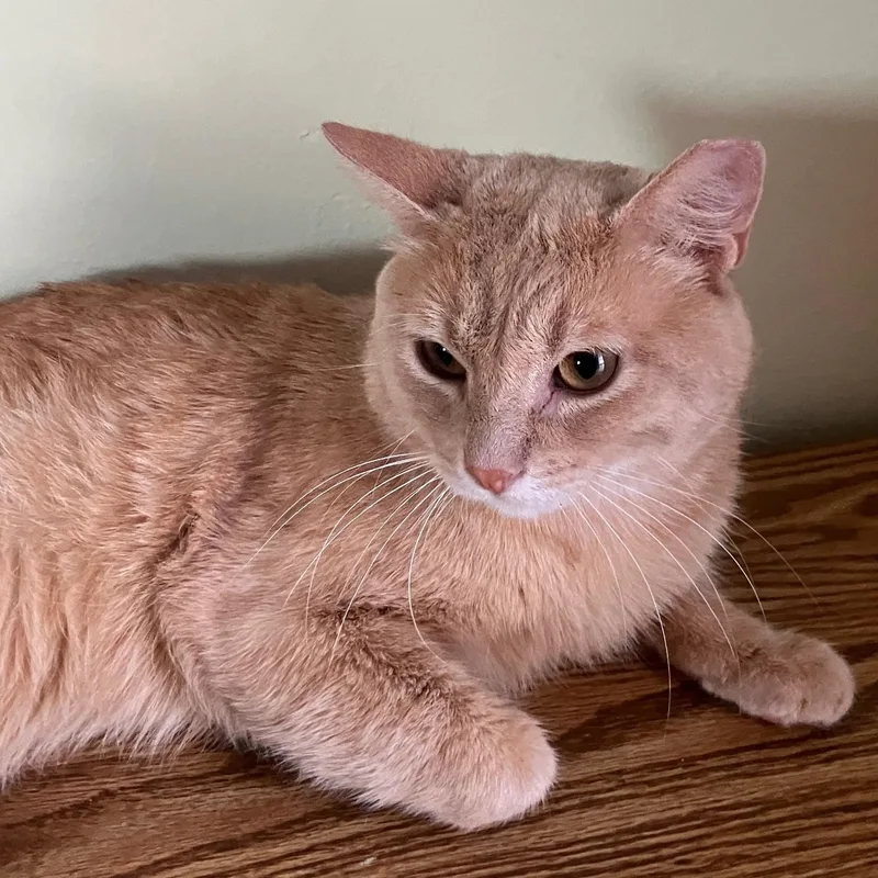 A young medium-sized male Domestic Short Hair cat named Garfield for adoption in Tulsa, OK
