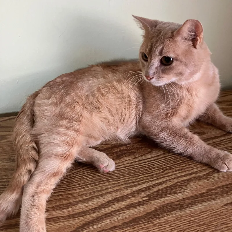 Garfield thumbnail 2
