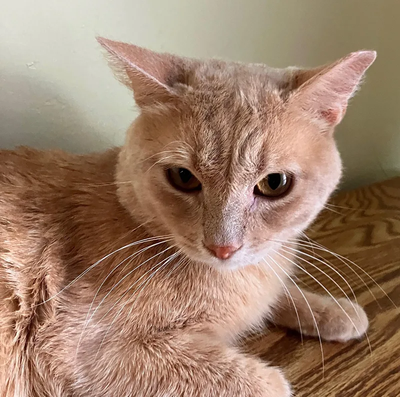 Garfield thumbnail 3