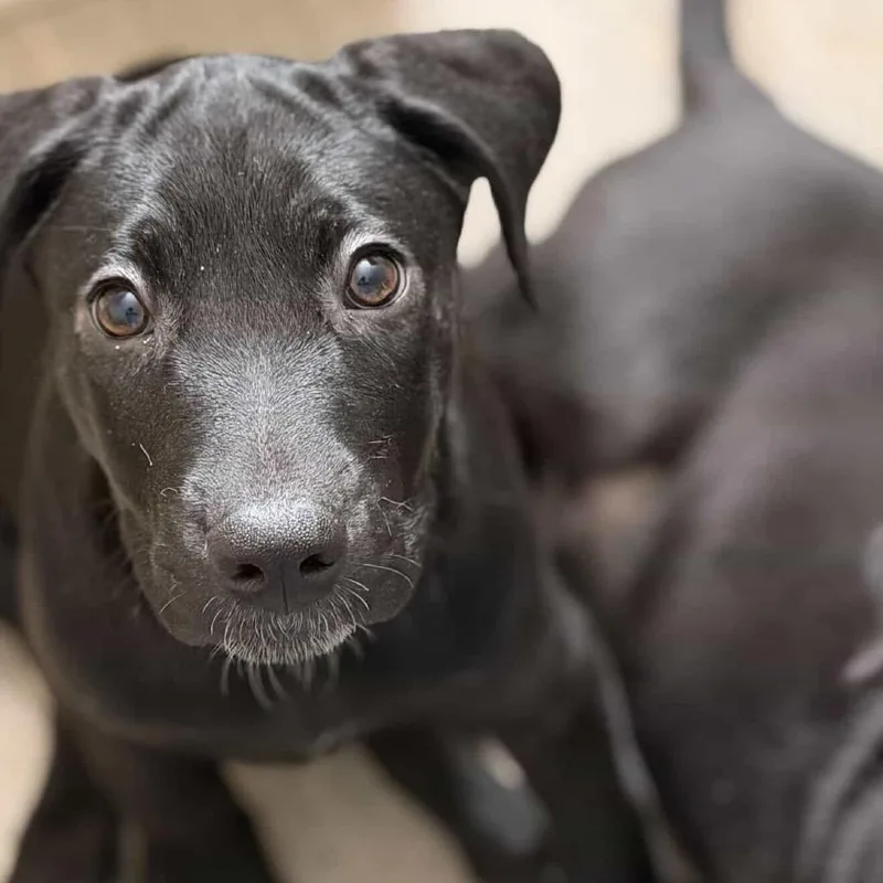 A baby small-sized female Black Mixed Breed dog named Daisy's Pack Pup: Dahlia for adoption in Falls Church, VA