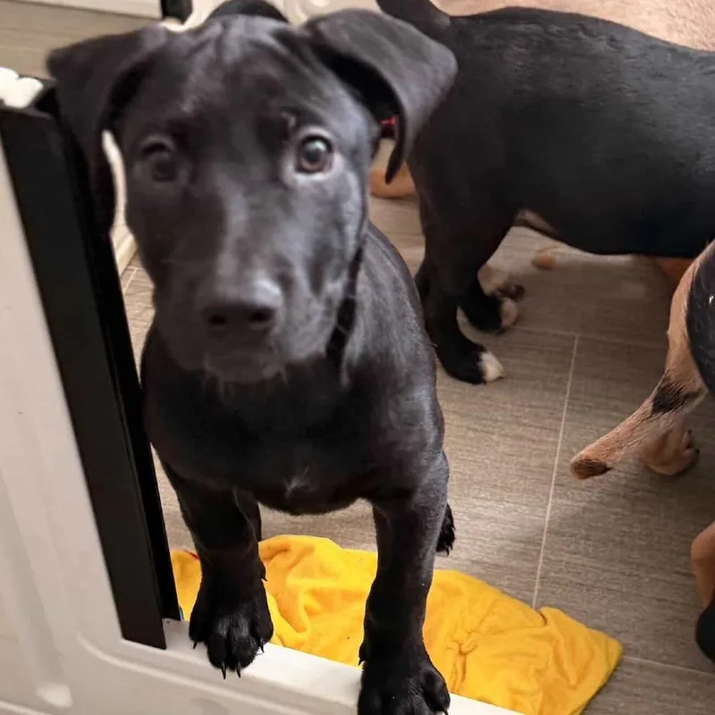 Daisy's Pack Pup: Dahlia thumbnail 2