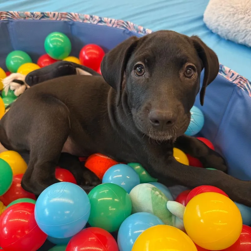 Daisy's Pack Pup: Dahlia thumbnail 3