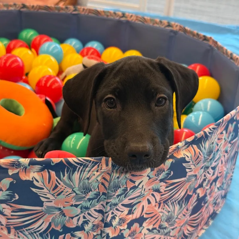 Daisy's Pack Pup: Dahlia thumbnail 4
