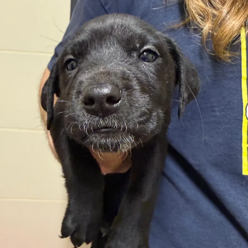 Daisy's Pack Pup: Dahlia thumbnail 5