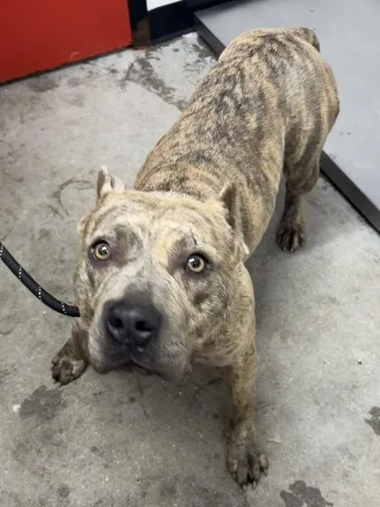 An adult large-sized female Mixed Breed dog named Serenity for adoption in West Chester, PA