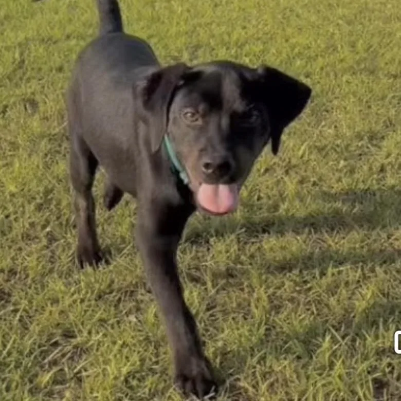 A young medium-sized male Black Labrador Retriever dog named Cabo for adoption in Irmo, SC