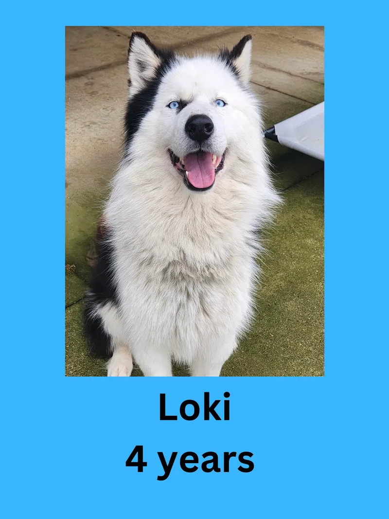 An adult medium-sized male Black Husky dog named Loki for adoption in Ravenna, OH