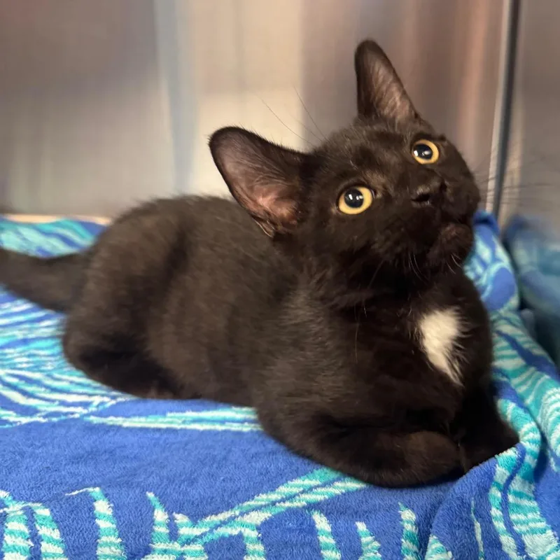 A baby small-sized male Black Domestic Short Hair cat named Robby for adoption in Easton, PA
