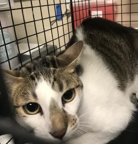 A young medium-sized male Domestic Short Hair cat named A for adoption in Conroe, TX