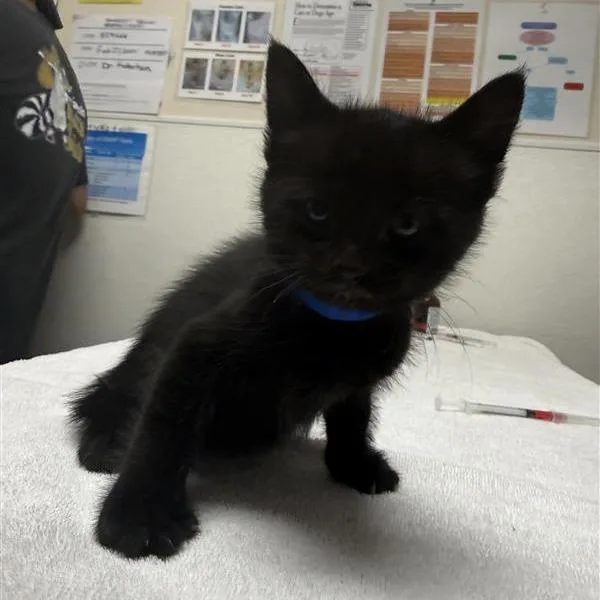 A baby small-sized male Black Domestic Short Hair cat named Gallium for adoption in Albuquerque, NM