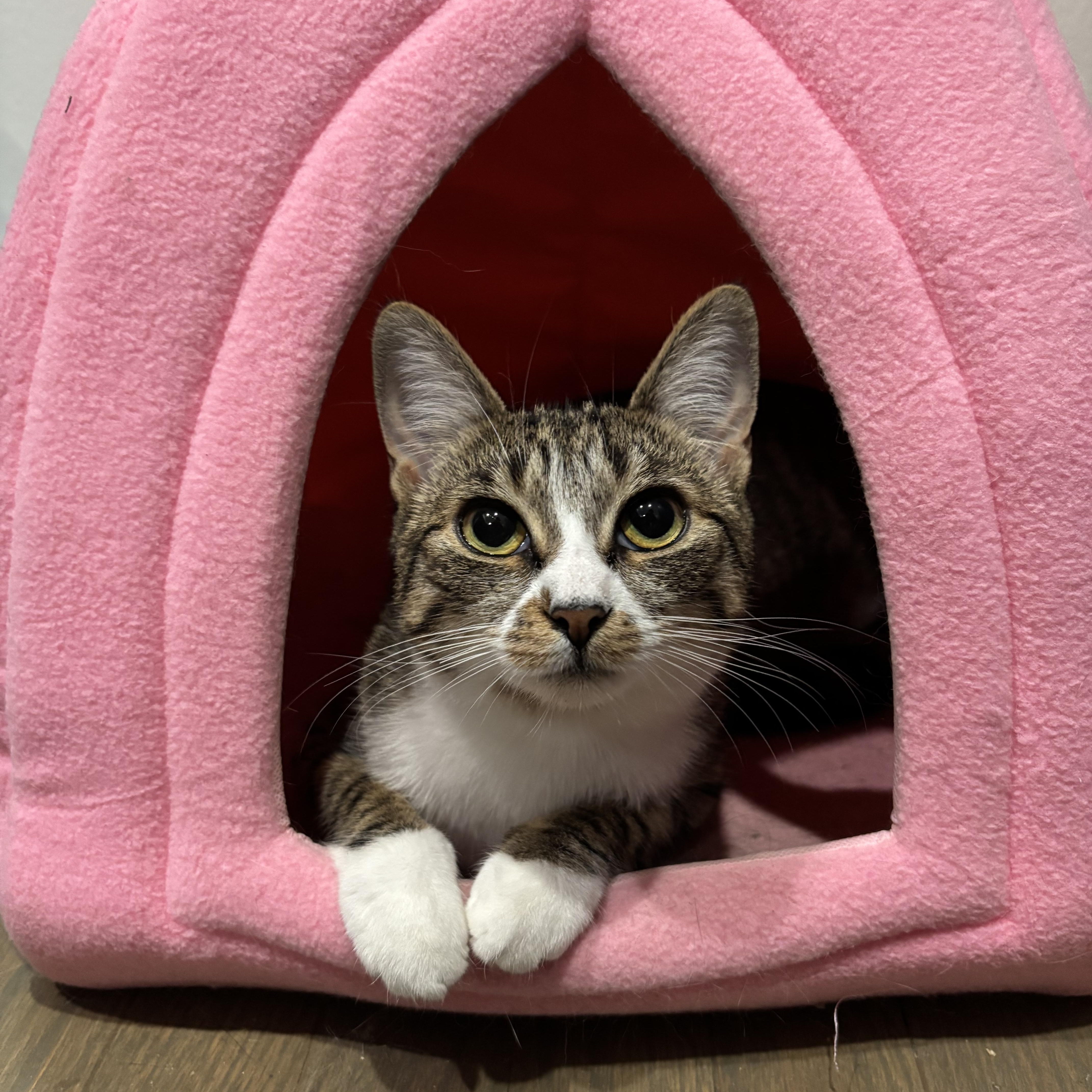 Blossom& Sprout thumbnail 2