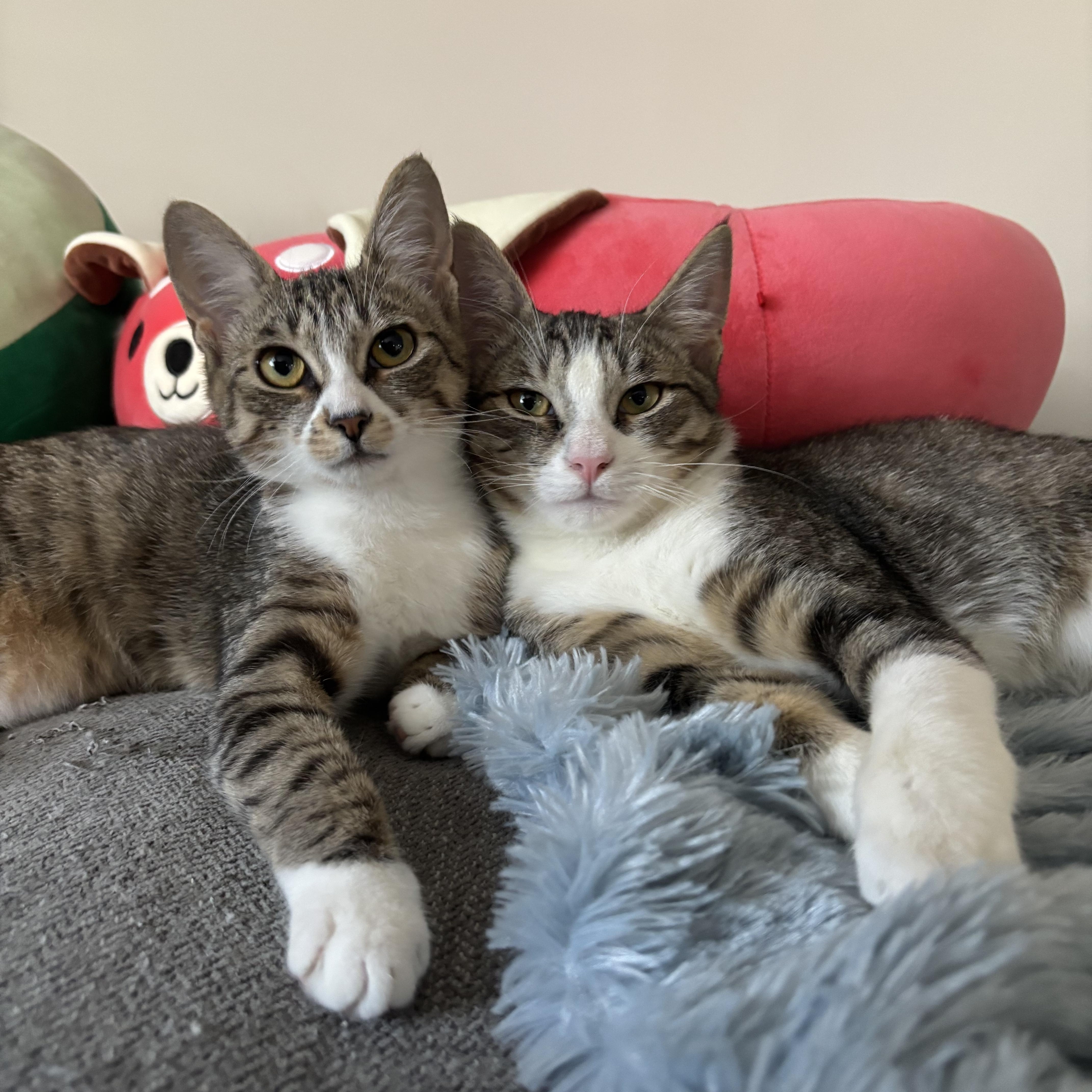 Blossom& Sprout thumbnail 4