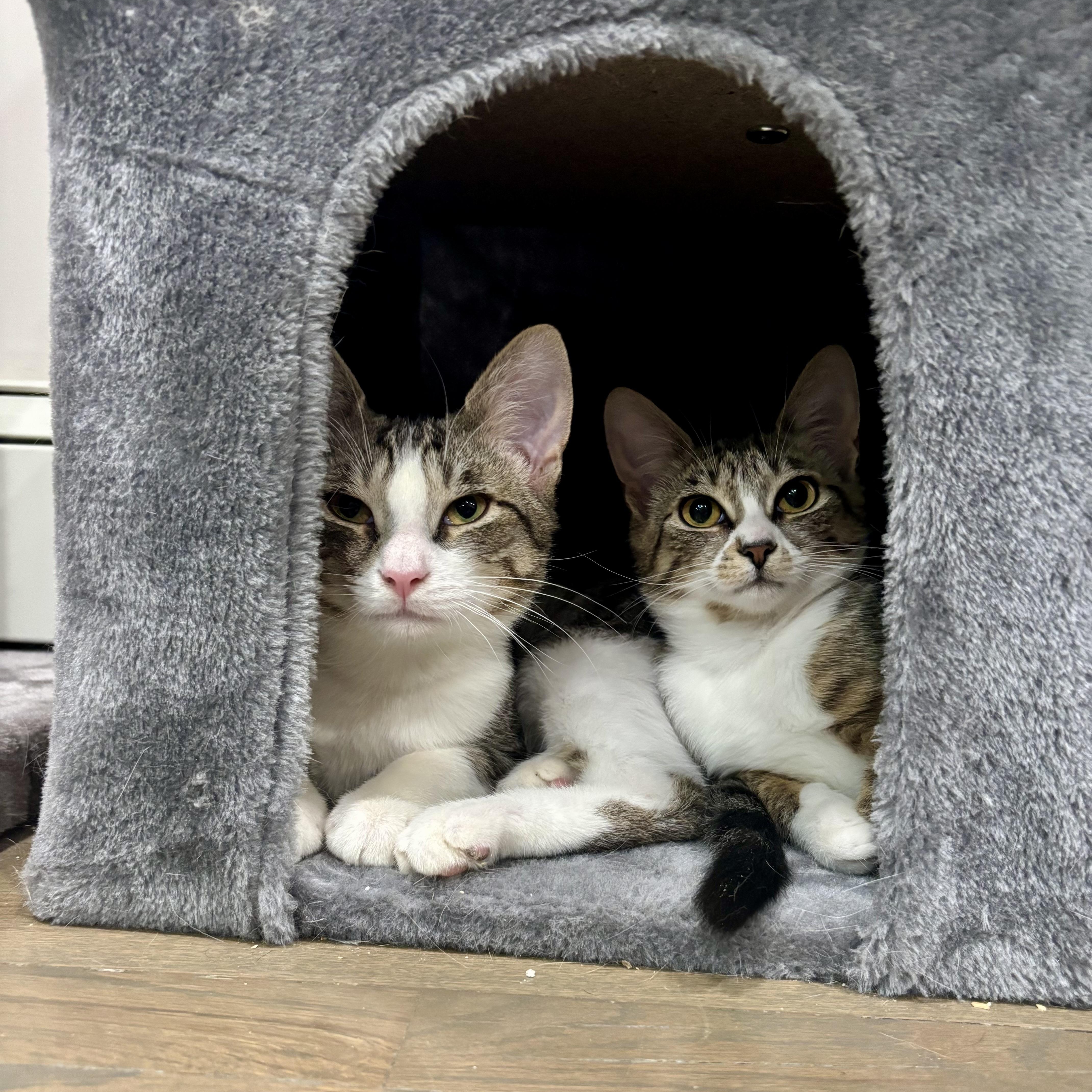 Blossom& Sprout thumbnail 5