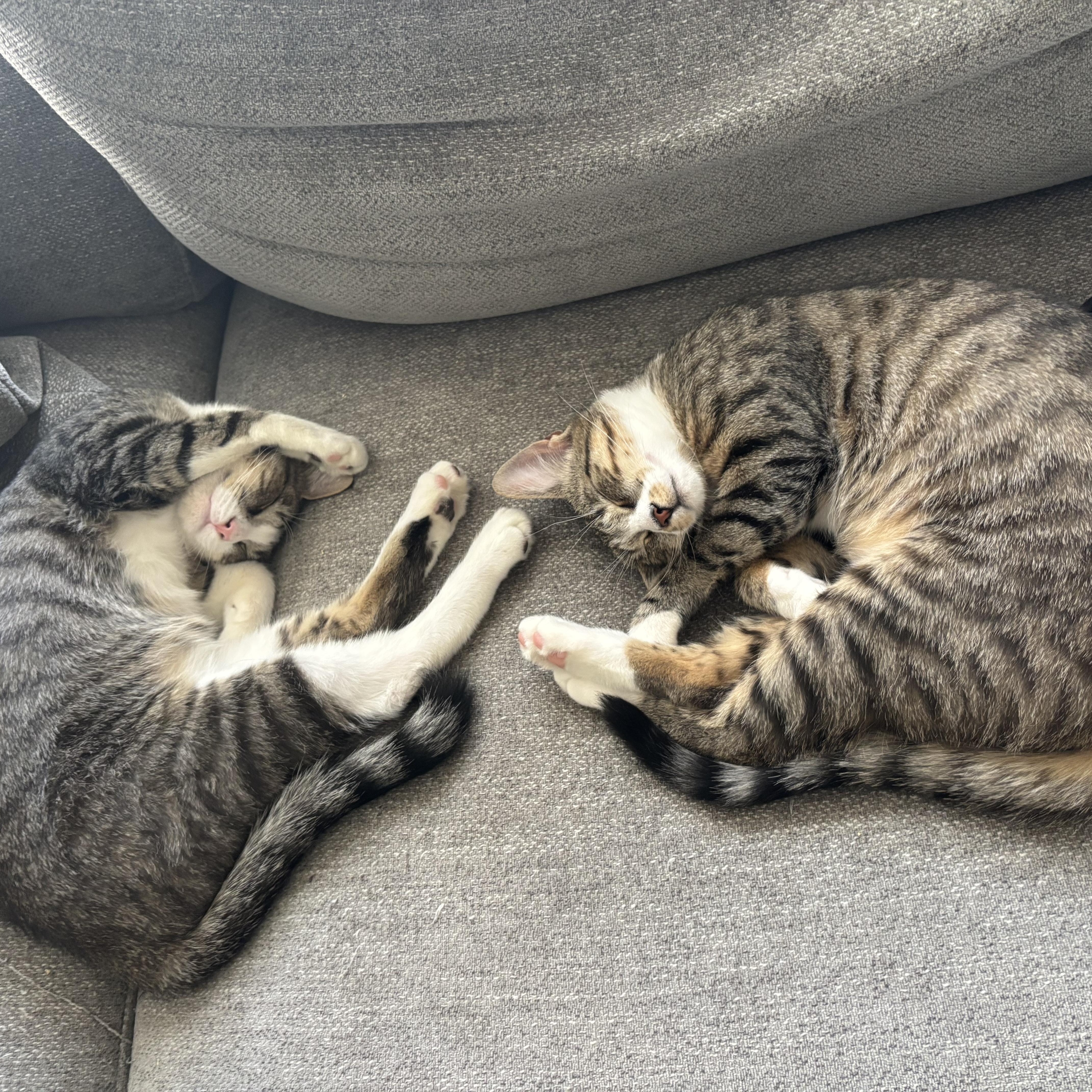 Blossom& Sprout thumbnail 6