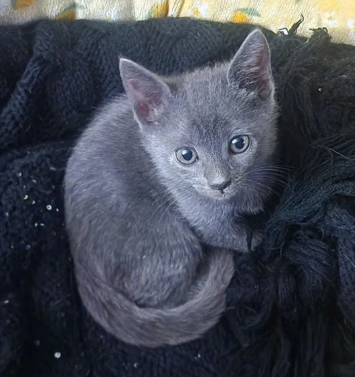 A baby small-sized male Domestic Short Hair cat named Tootles for adoption in Burbank, CA