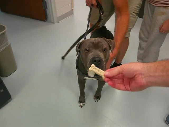 A young medium-sized male Staffordshire Bull Terrier dog named A for adoption in Ocala, FL