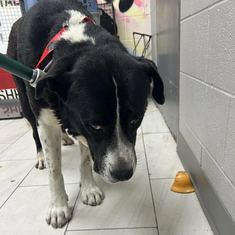 An adult large-sized male Black Saint Bernard dog named Champ for adoption in Lufkin, TX
