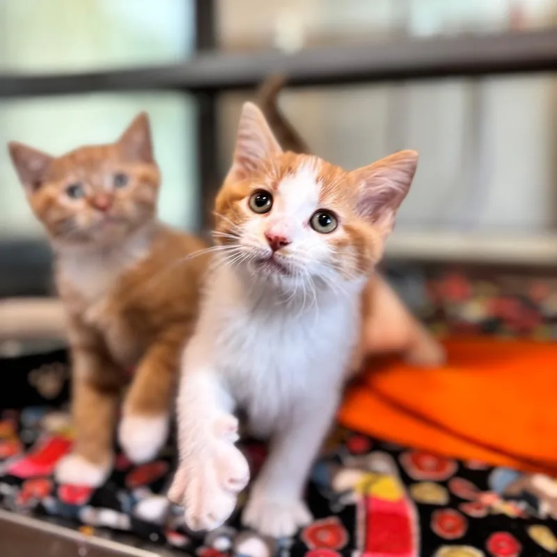 A baby small-sized female Orange / Red Domestic Short Hair cat named Frito for adoption in Nashville, IN