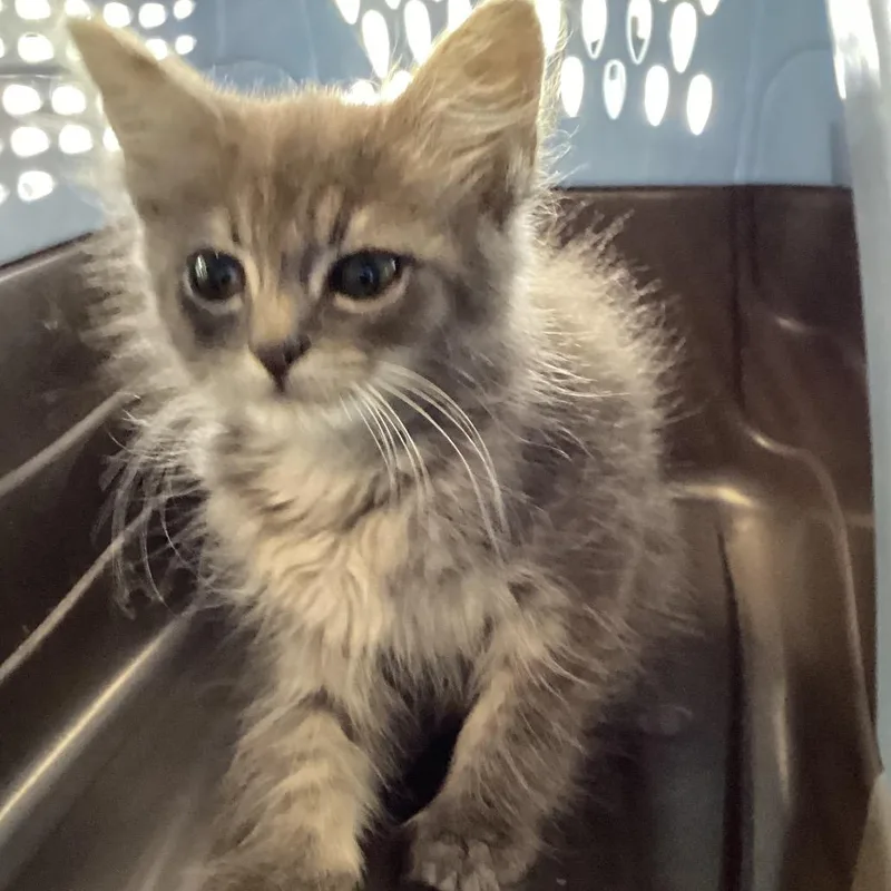 A baby small-sized female Gray / Blue / Silver Domestic Medium Hair cat named Genie for adoption in Montgomery, AL