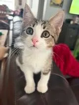 A baby small-sized female Domestic Short Hair cat named Turtle for adoption in Magnolia, TX