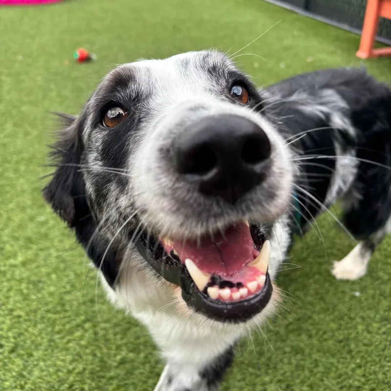 An adult medium-sized male Gray / Blue / Silver Australian Shepherd dog named Goose for adoption in Washington Township, OH