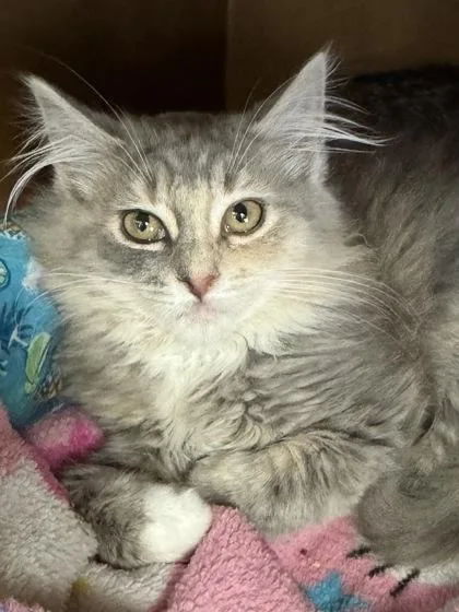 A baby small-sized female Domestic Long Hair cat named Sunshine $ for adoption in Seneca, SC