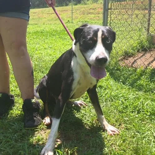 An adult medium-sized male Black Hound dog named Odin for adoption in Walden, NY