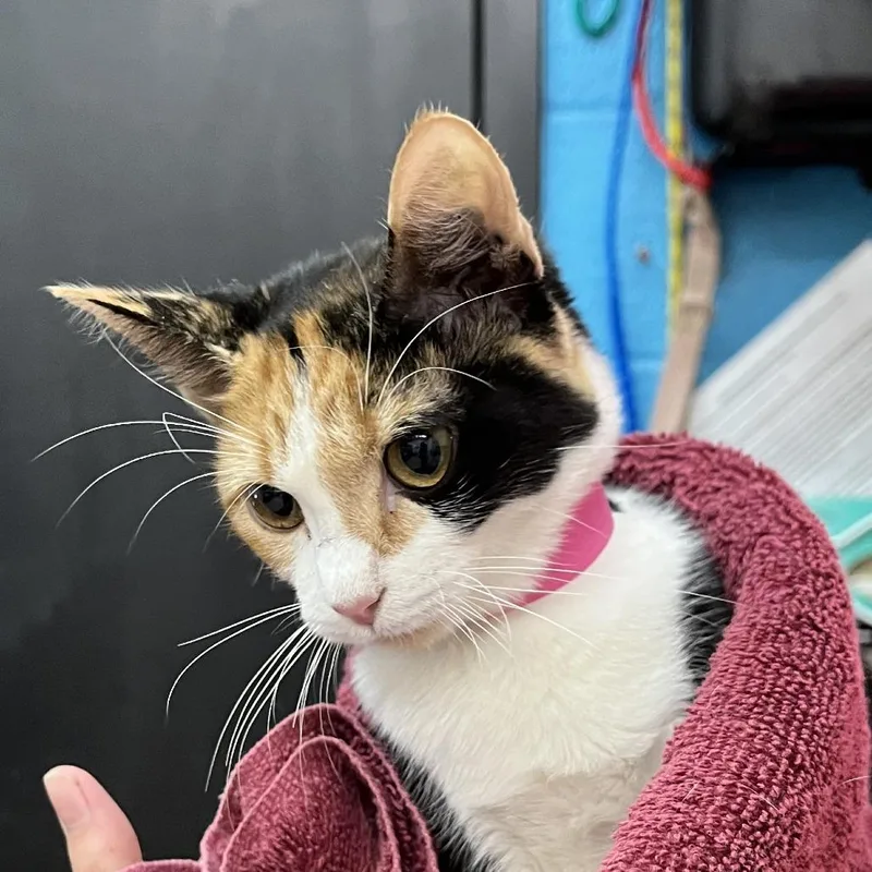 A baby small-sized female Domestic Short Hair cat named Sally for adoption in Ardmore, OK