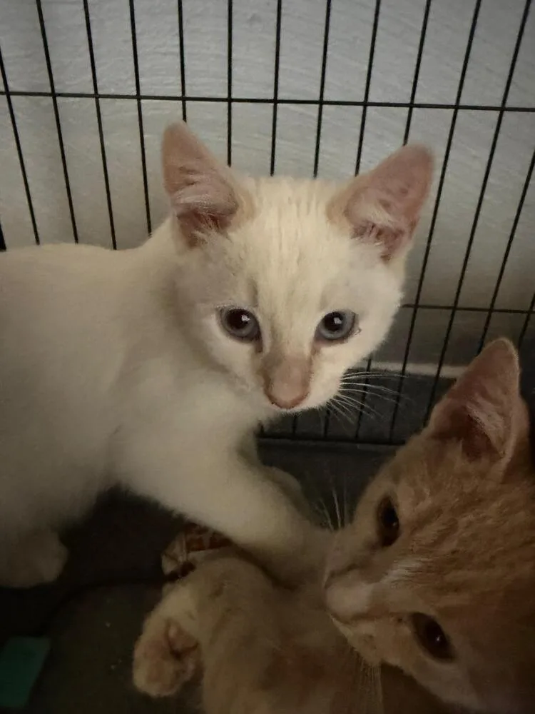 A baby small-sized female White Domestic Short Hair cat named Izzie Stevens for adoption in West Mifflin, PA