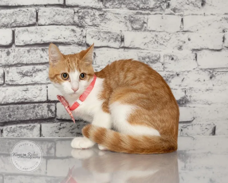 A baby medium-sized female White Domestic Short Hair cat named Lisa for adoption in Tuscaloosa, AL