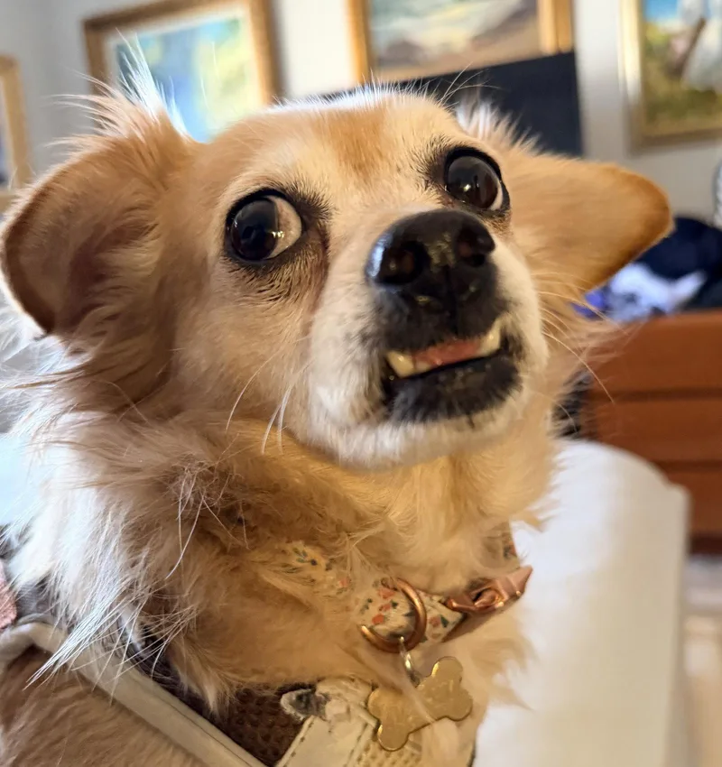 An adult small-sized female Chihuahua dog named Ashira for adoption in Alpharetta, GA