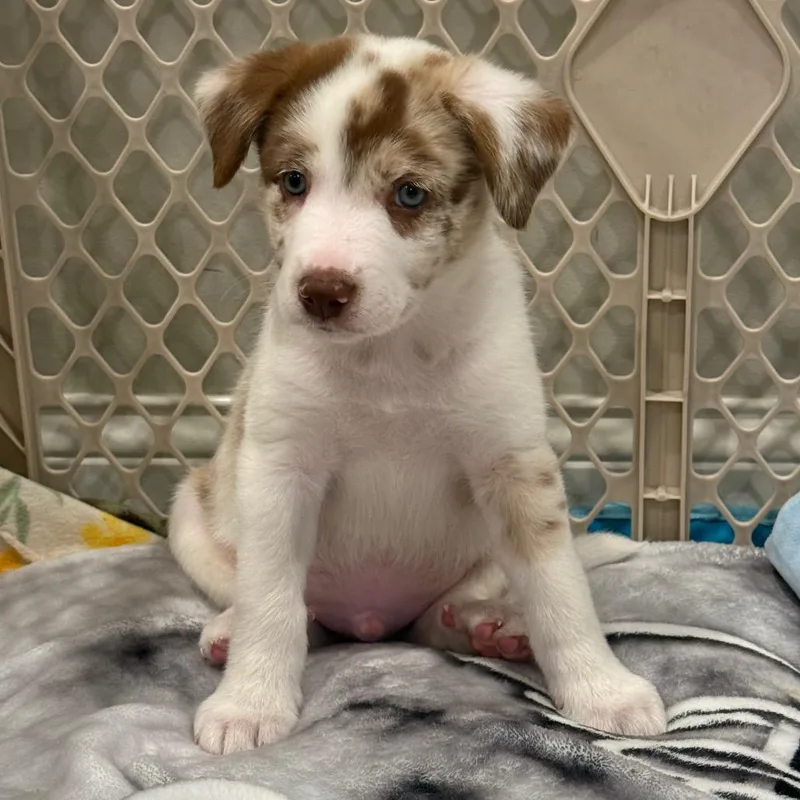 A baby medium-sized male White / Cream Border Collie dog named Bennie for adoption in La Grange, KY