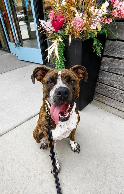 An adult large-sized female Brown / Chocolate Pit Bull Terrier dog named Supriya for adoption in Kansas City, MO