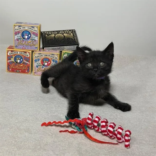 A baby small-sized female Domestic Short Hair cat named Cordelia for adoption in Camarillo, CA