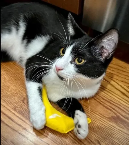 An adult medium-sized male Domestic Short Hair cat named Alfie for adoption in Youngsville, NC