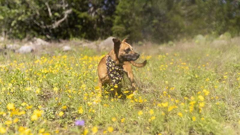 An adult small-sized male Yellow / Tan / Blond / Fawn Chiweenie dog named Asher for adoption in Driftwood, TX