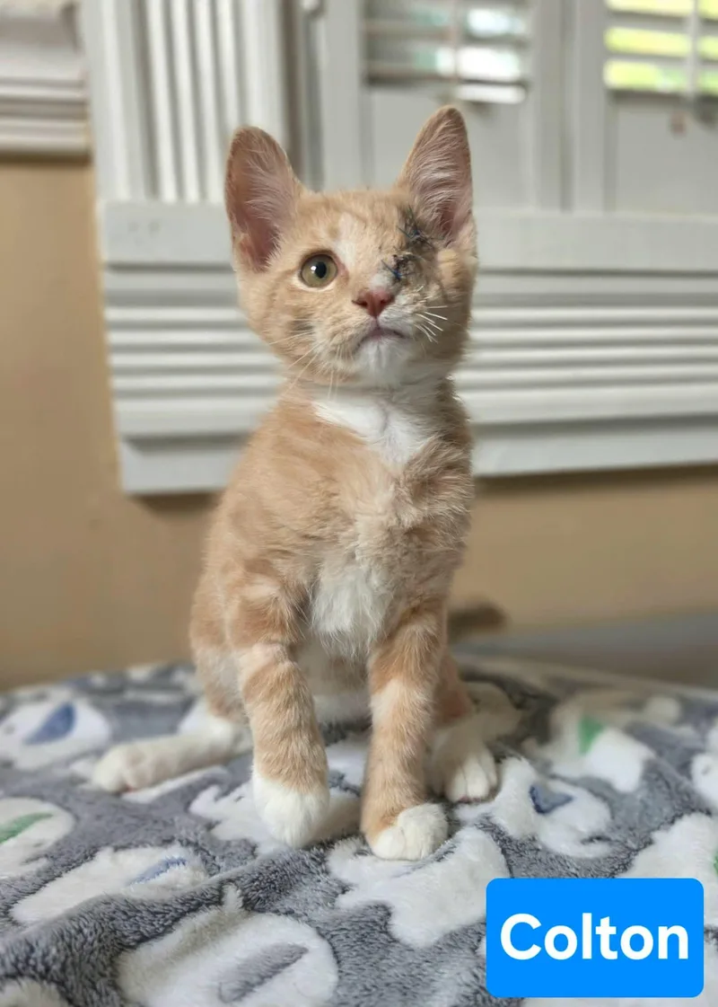 A baby medium-sized male Buff & White Domestic Short Hair cat named Colton for adoption in Manchester, MD