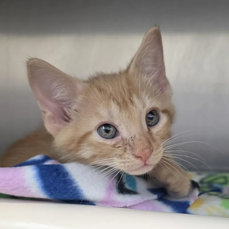 A baby small-sized male Orange / Red Domestic Short Hair cat named Woodstock for adoption in Fort Wayne, IN