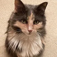 A senior medium-sized female Domestic Long Hair cat named Nosey for adoption in Chesapeake, VA