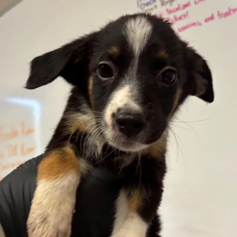 A baby small-sized female Black Shepherd dog named Hailey for adoption in Yuma, AZ