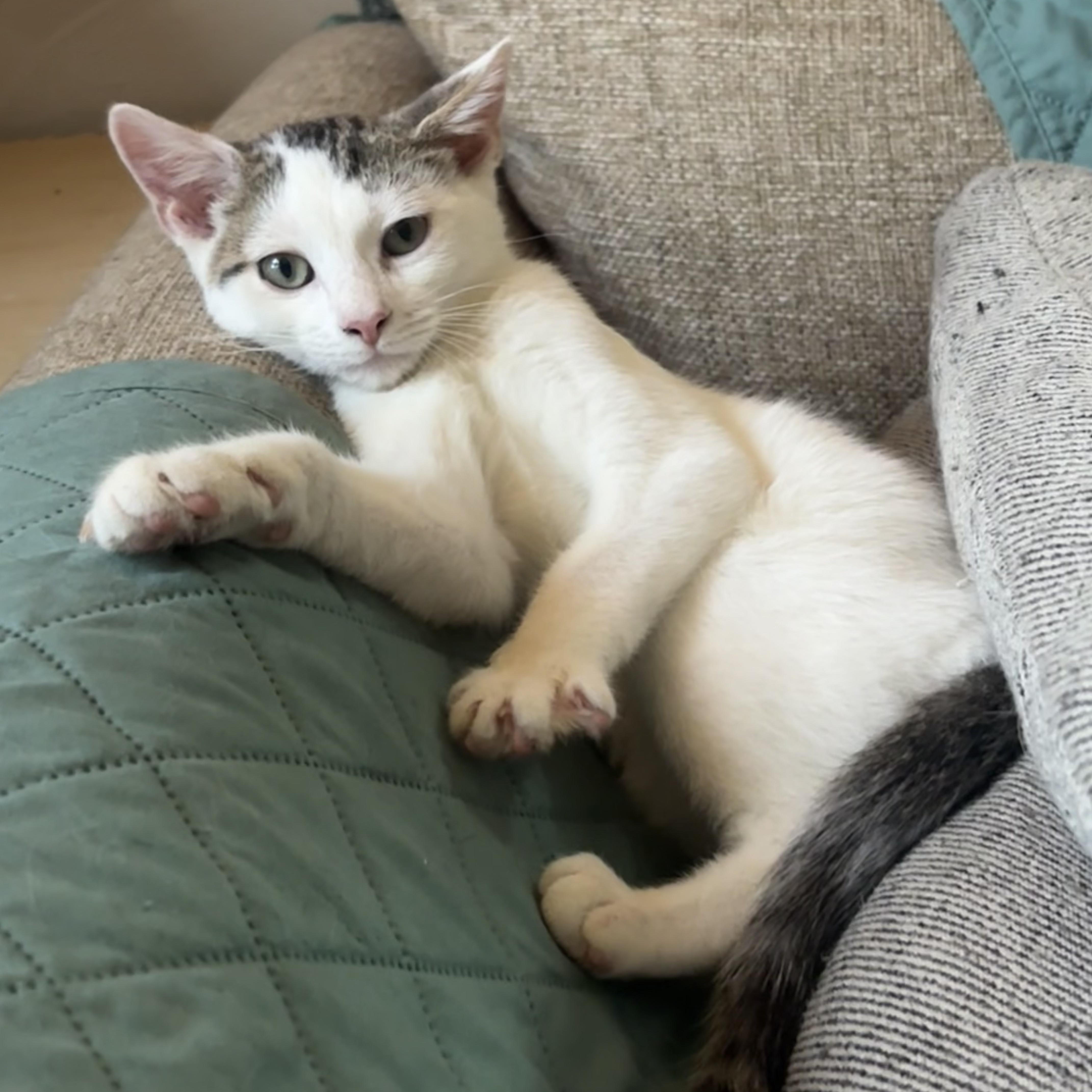 A baby medium-sized male White Domestic Short Hair cat named Teton for adoption in Haddon Heights, NJ