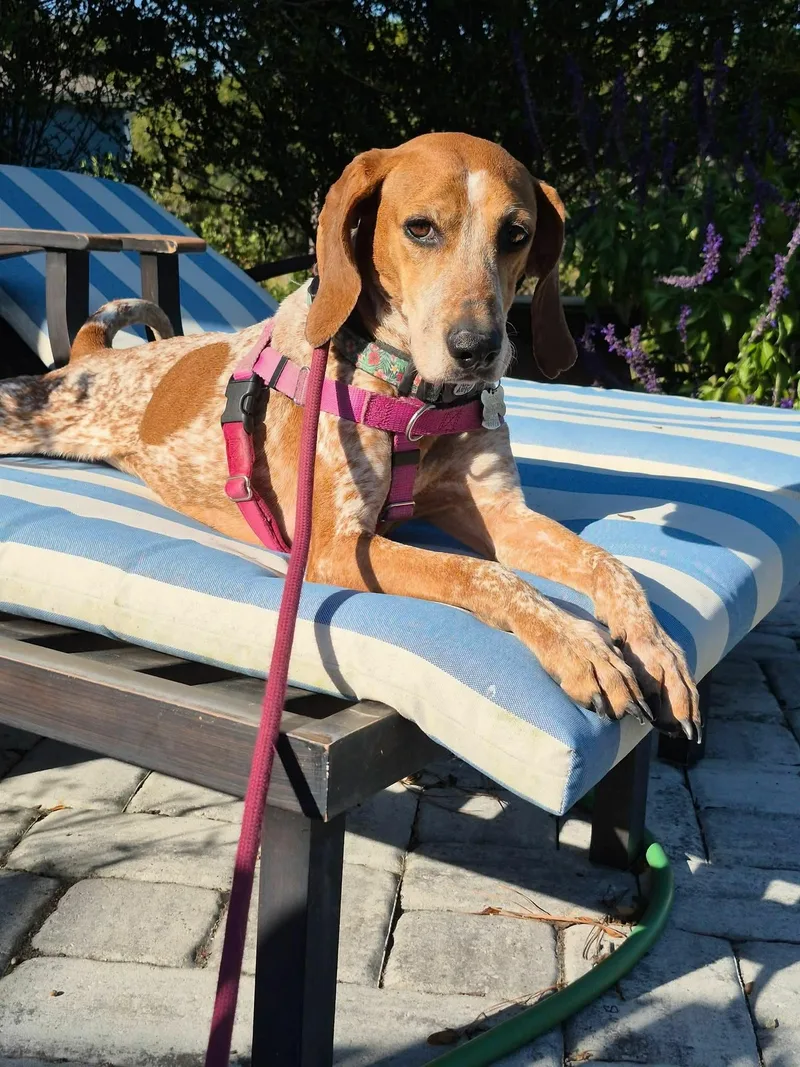 A senior medium-sized female Merle (Red) Coonhound dog named Quinn for adoption in Wantagh, NY