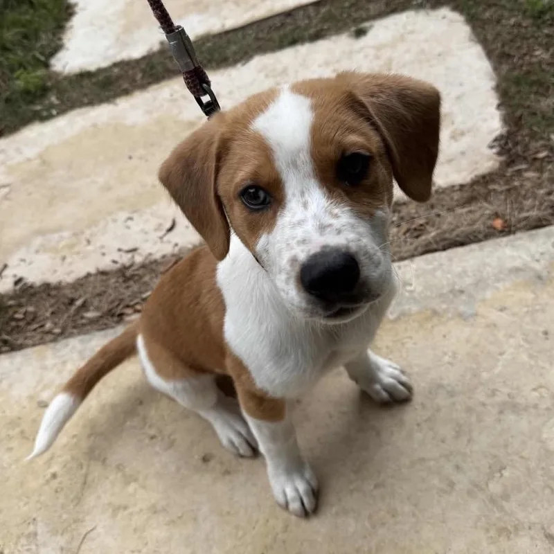 A baby large-sized male White / Cream Cattle Dog dog named Milo for adoption in Potomac, MD