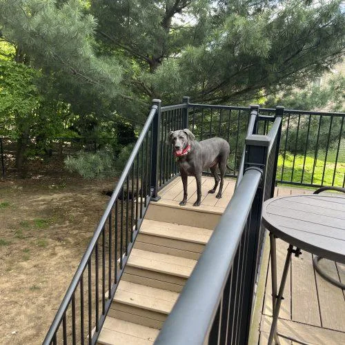 A young large-sized female Gray / Blue / Silver Weimaraner dog named Kimber for adoption in Grand Rapids, MI