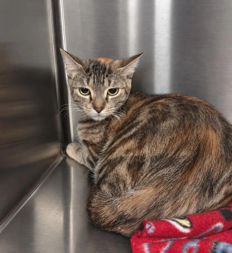 A young medium-sized female Domestic Short Hair cat named Cruella for adoption in Gautier, MS