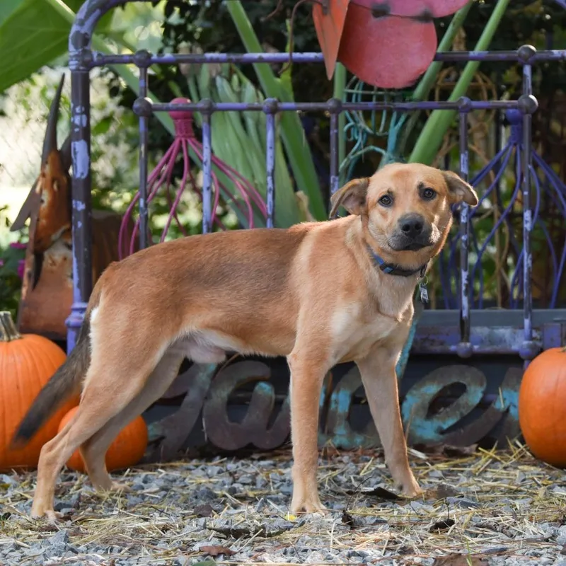 An adult medium-sized male Labrador Retriever dog named Prince for adoption in Wake Forest, NC