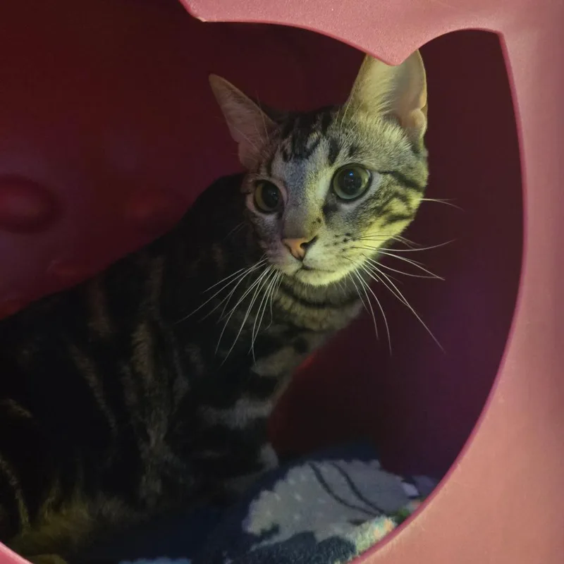 A young medium-sized male Brown / Chocolate Domestic Short Hair cat named Blueberry for adoption in Waukesha, WI